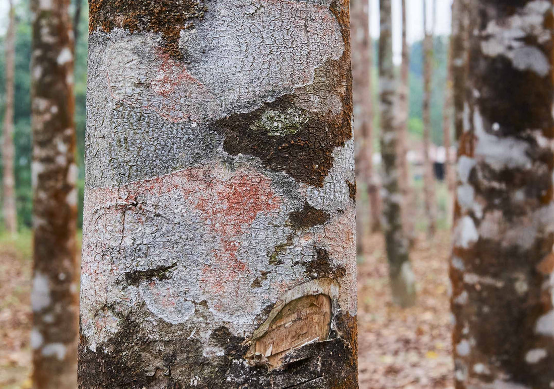 Into The Woods: Woody Fragrances And Ingredients