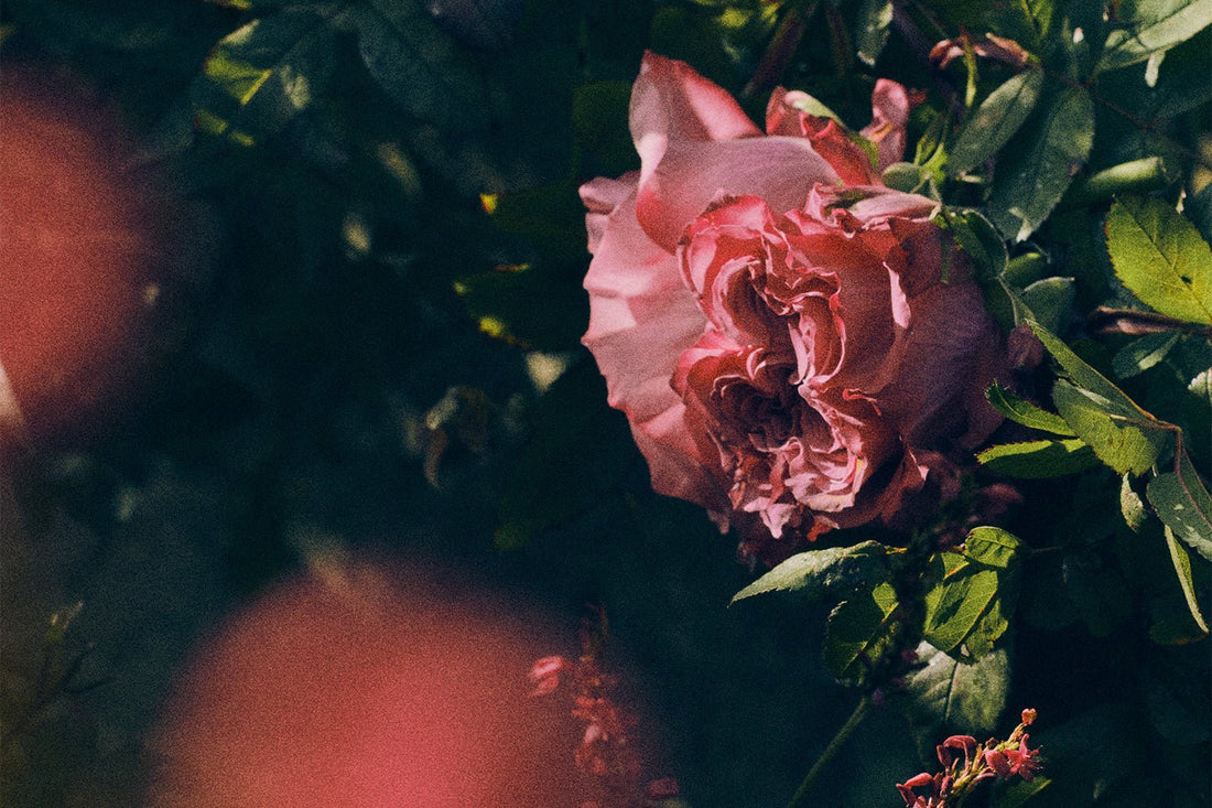 Springtime Fragrances From The House of Creed
