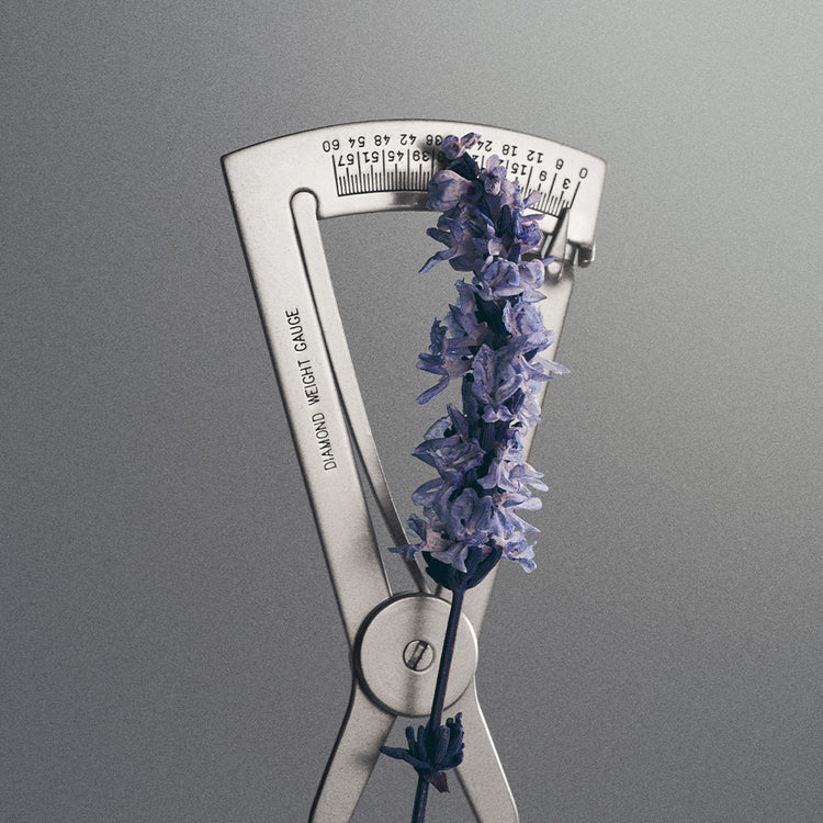 Iris Debonair