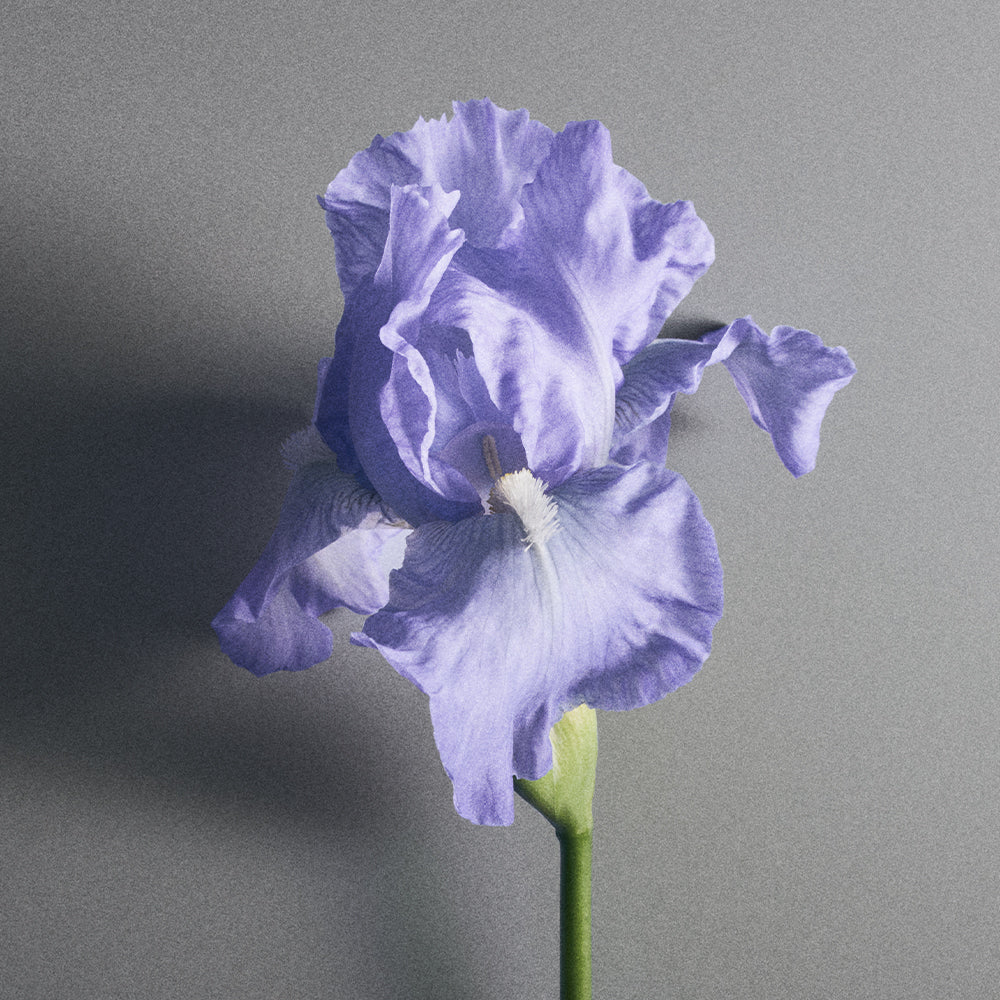 Iris Debonair